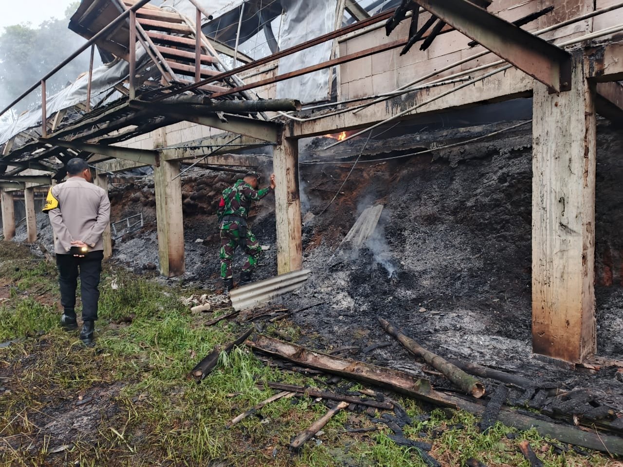 Kandang Ayam Tiga Lantai Terbakar di Sumowono, 55 Ribu Ayam Hangus, Kerugian Capai Rp 3 Miliar