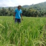 Rahasia Petani Karang Nangka: Sawah Subur, Panen Lebih Banyak