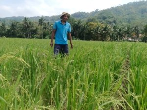 Rahasia Petani Karang Nangka: Sawah Subur, Panen Lebih Banyak