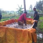 Lele dari Mranggen: Inovasi Sederhana Menggerakkan Ekonomi Desa