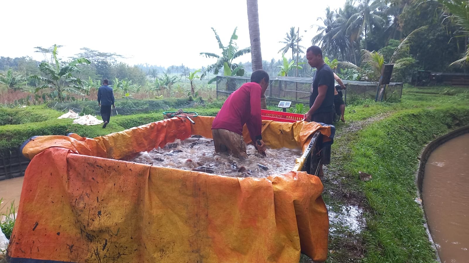 Lele dari Mranggen: Inovasi Sederhana Menggerakkan Ekonomi Desa