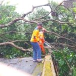 Angin Kencang Tumbangkan Pohon di Kauman Kidul Salatiga, Akses Jalan Sempat Terhalang