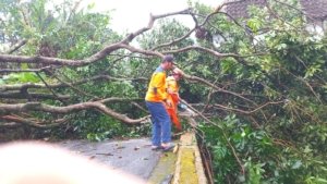 Angin Kencang Tumbangkan Pohon di Kauman Kidul Salatiga, Akses Jalan Sempat Terhalang